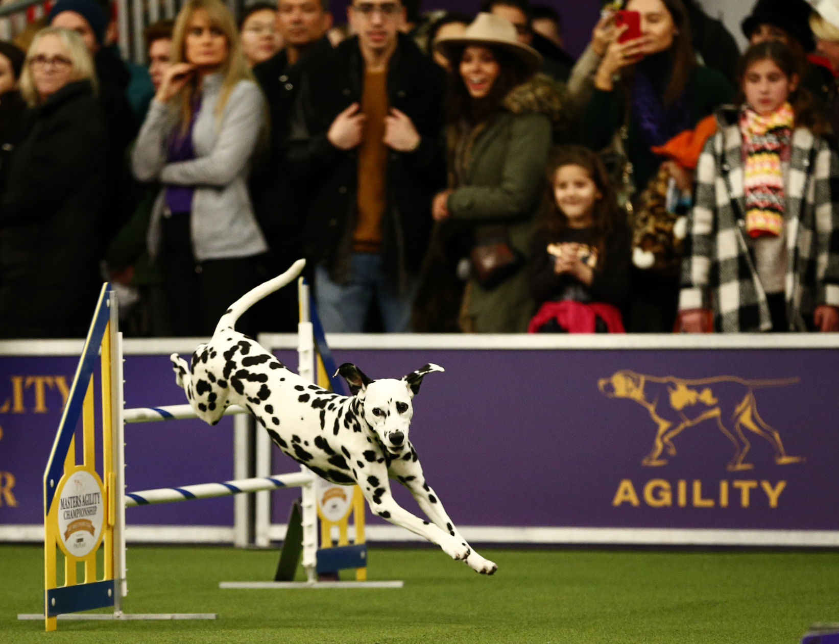 Westminster Kennel Club Dog Show